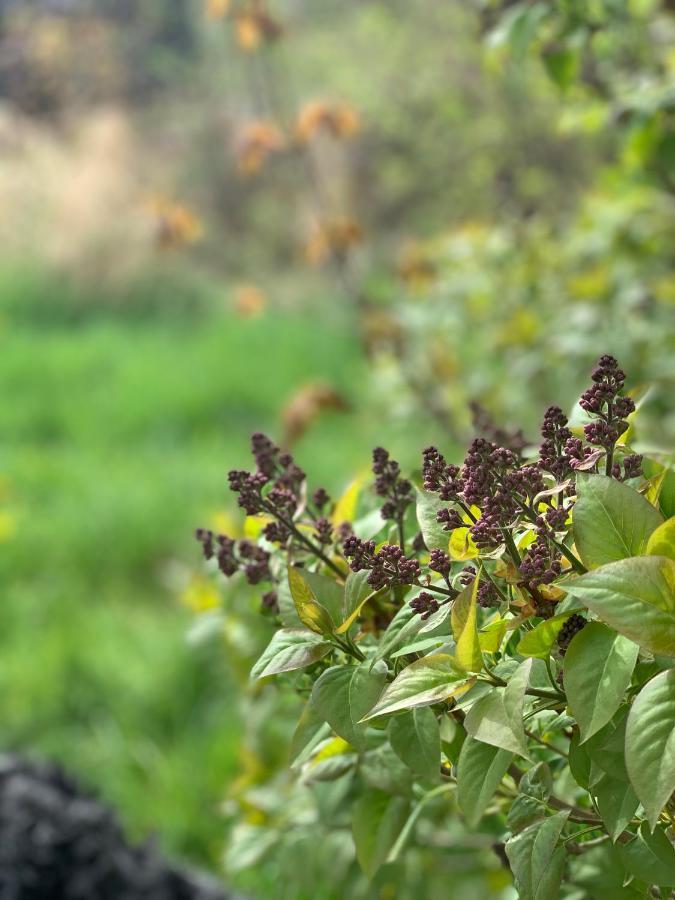 Halltorps Gaestgiveri Dış mekan fotoğraf